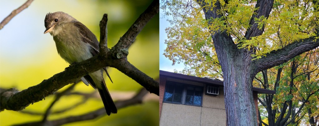 Eastern Wood-Pewee and Honey Locust tree