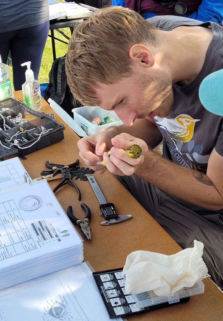 A volunteer holds a Scarlet Tanager in his hand, measuring its anatomy.
