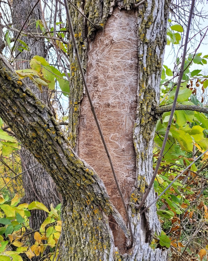 Dead ash tree with bark peeling away to reveal the tunnels created by Emerald Ash Borers.