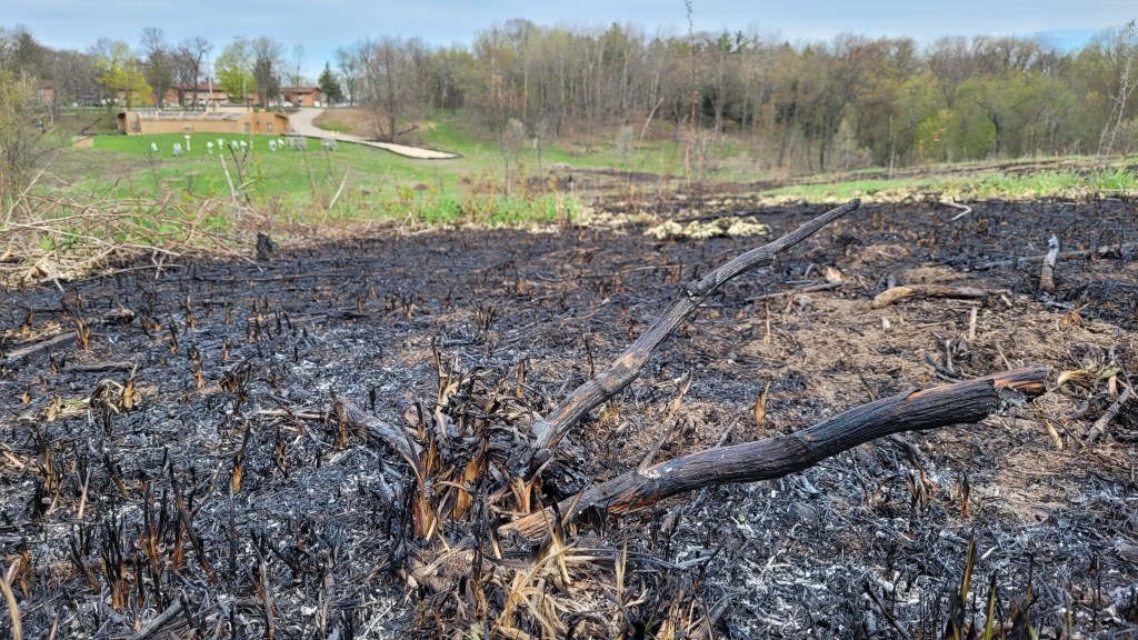 Close-up of the ground after a prescribed burn.