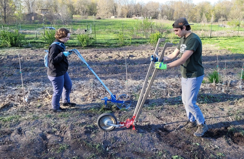 Two students use wheel hoes in a garden plot.