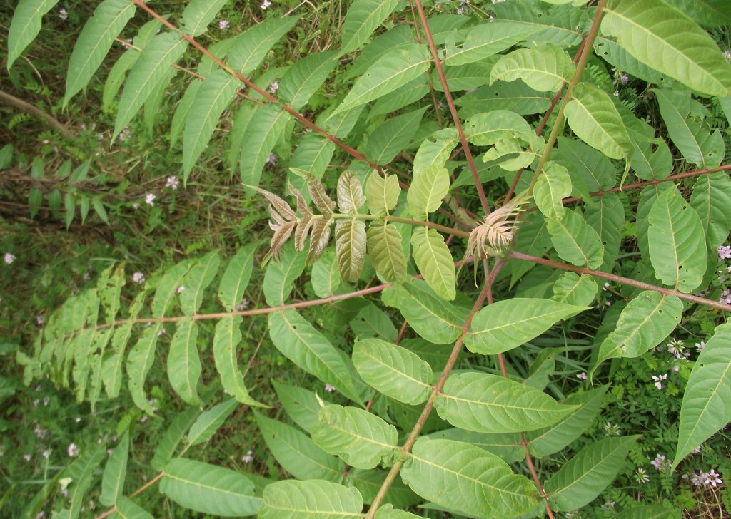 tree-of-heaven
