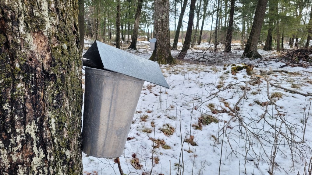 a bucket on a maple tree to collect sap in the winter woods