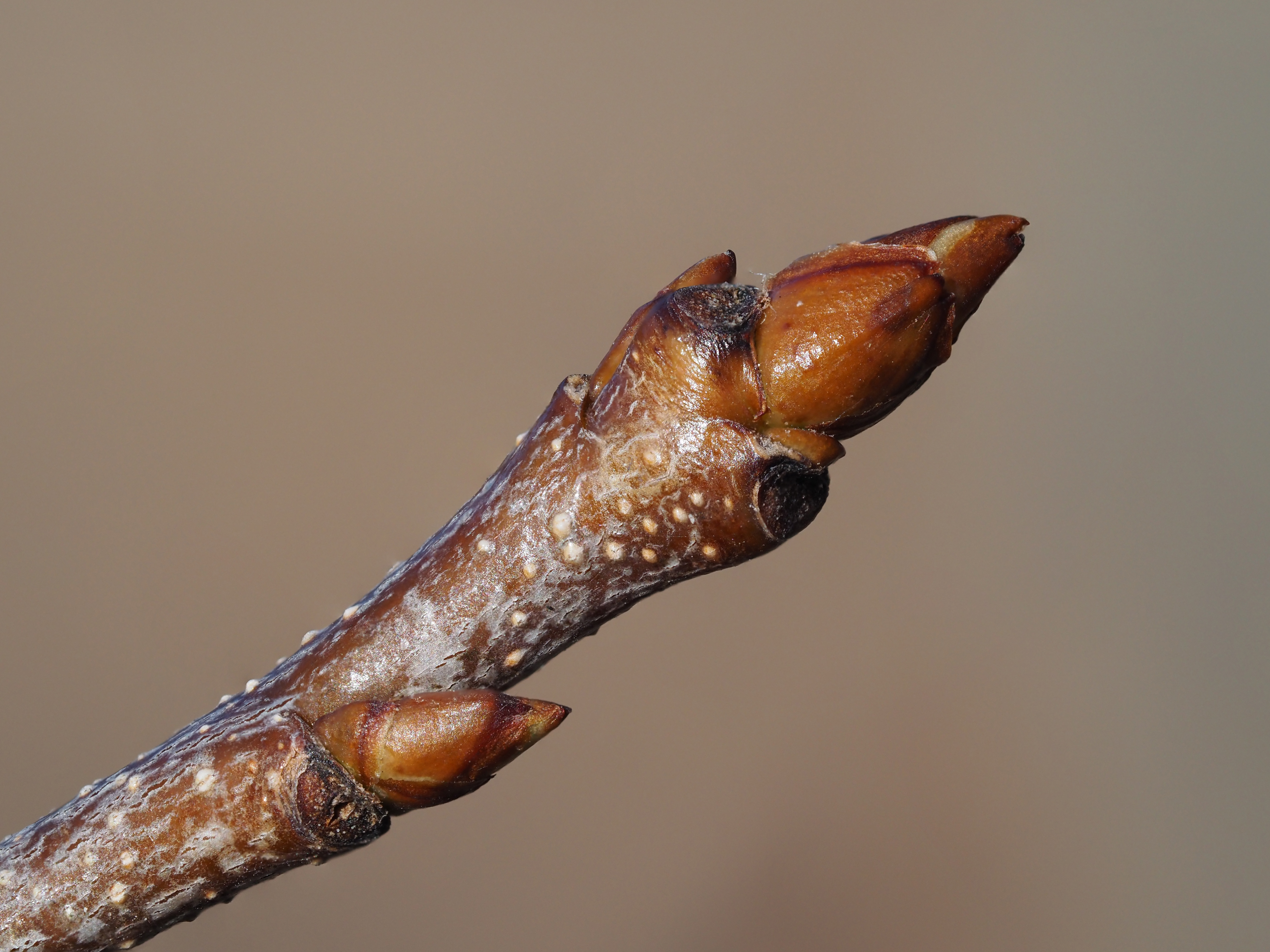 black cherry winter buds