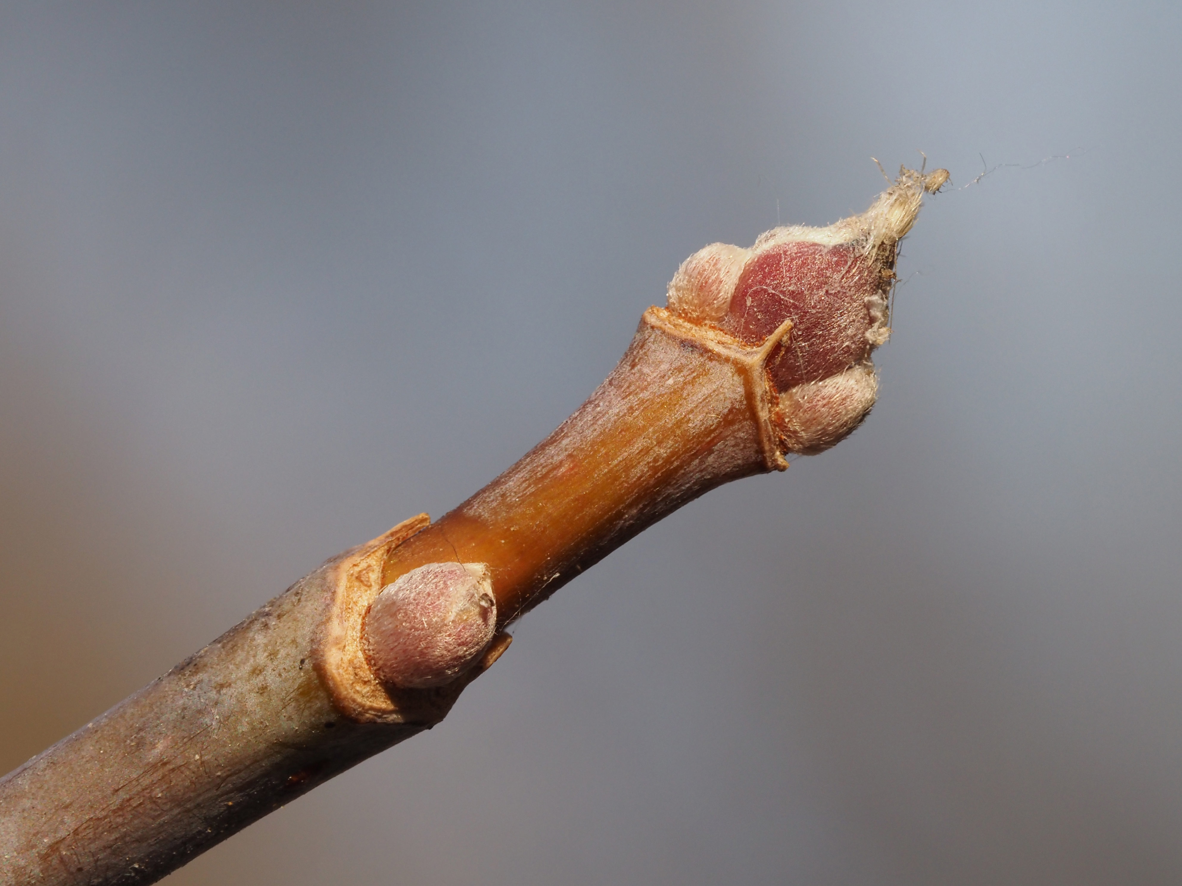 box elder winter buds