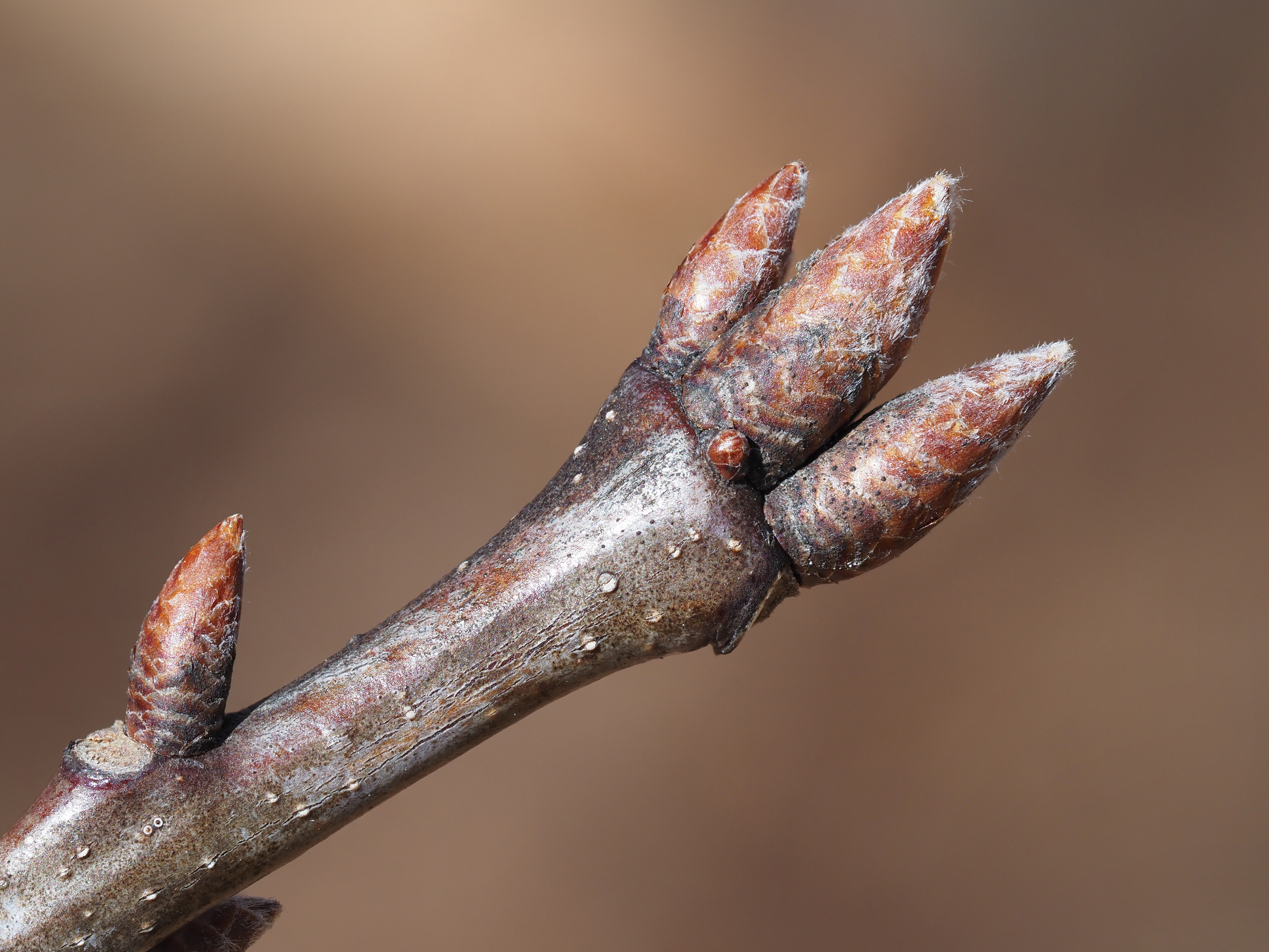 northern red oak winter buds