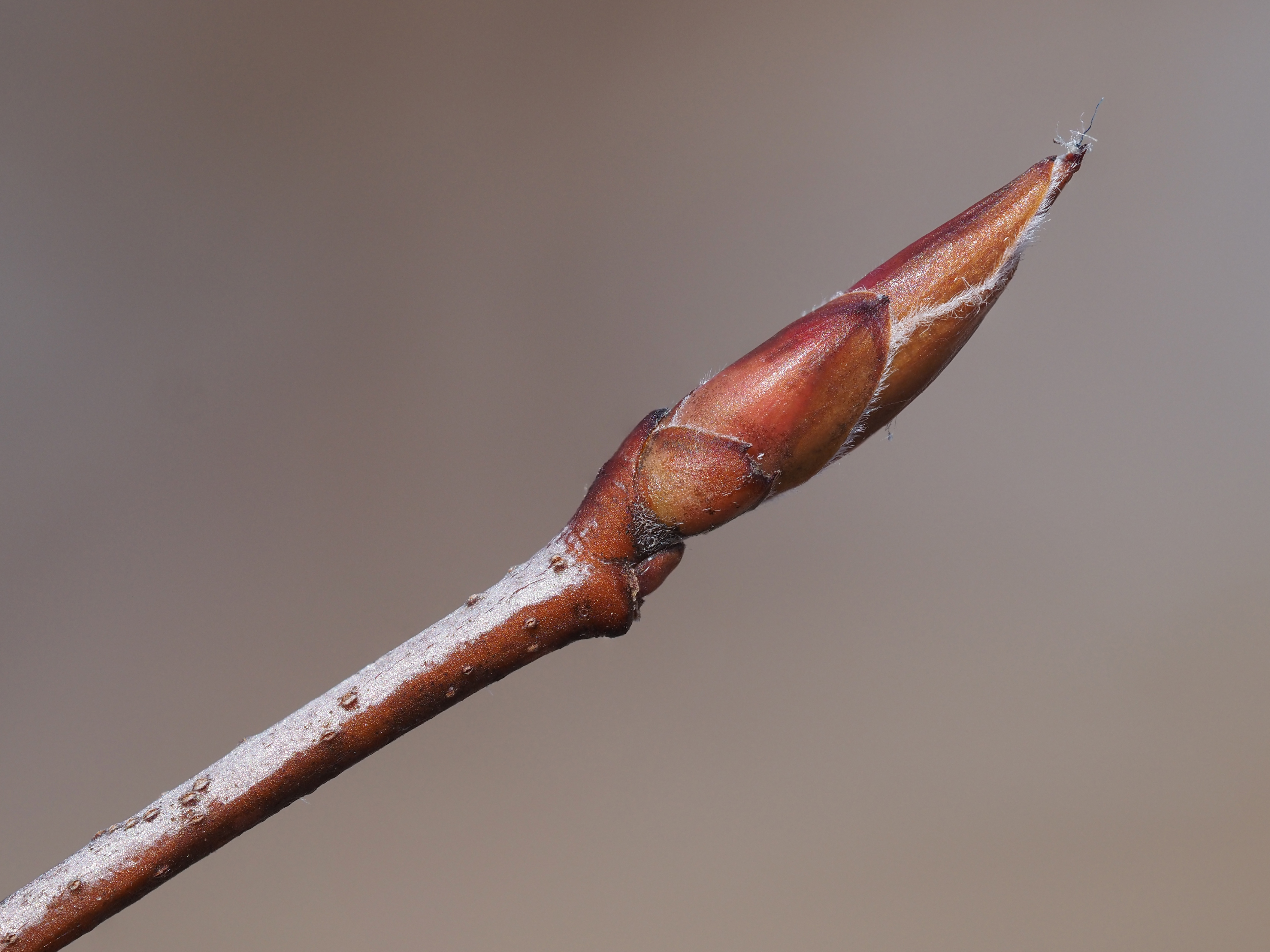 serviceberry winter buds