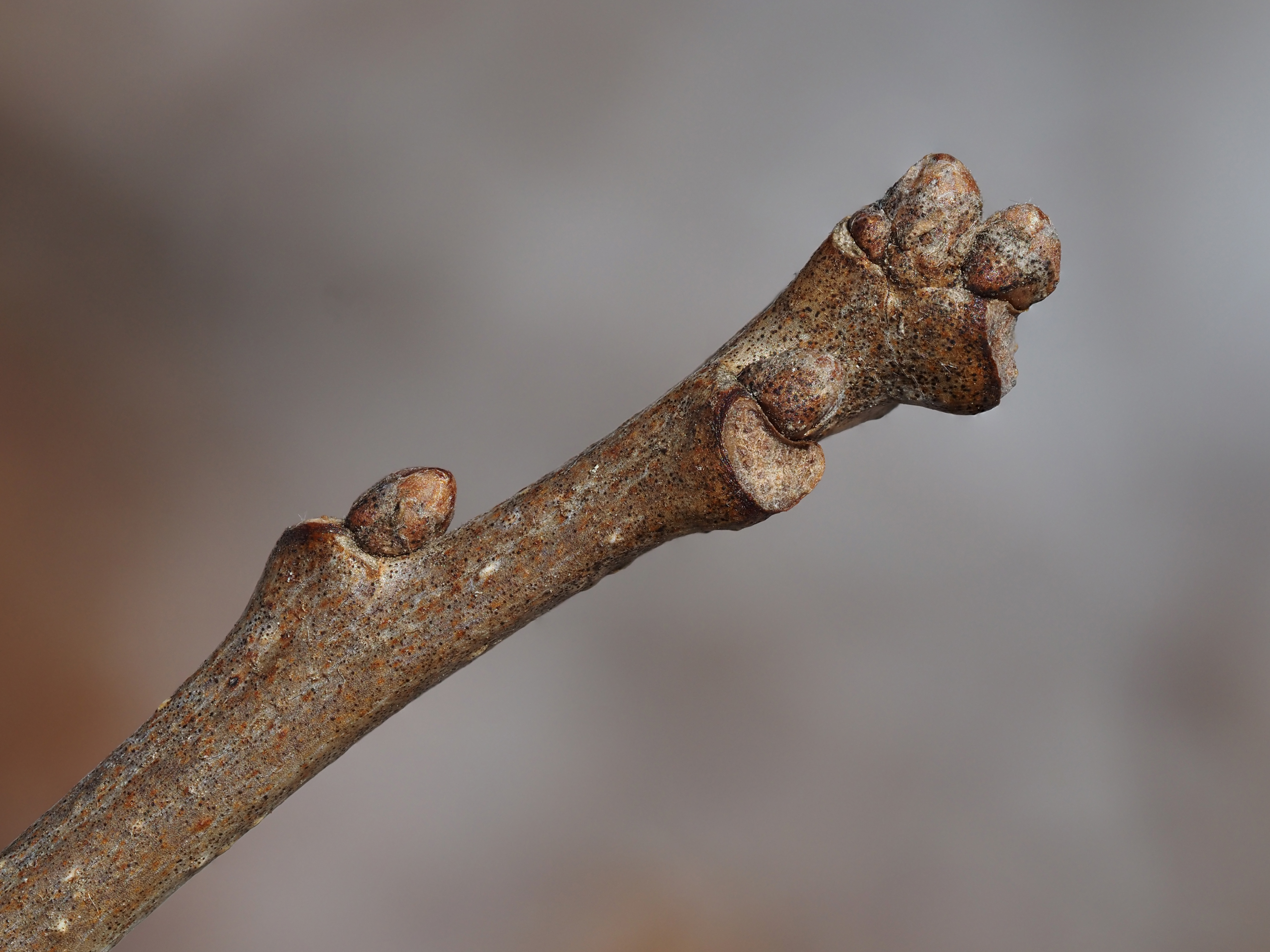 swamp white oak winter buds