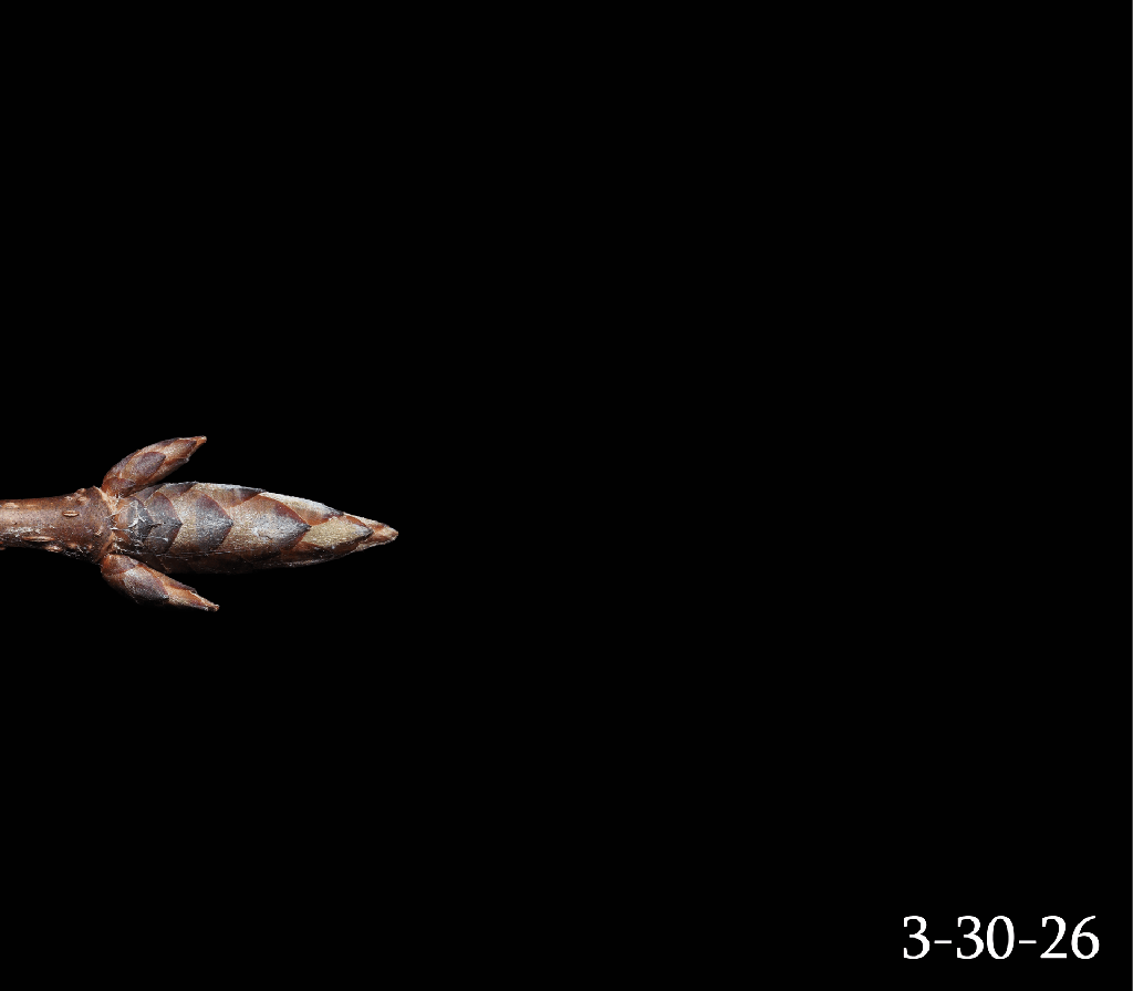 a timelapse of a single sugar maple bud expanding and breaking with a black background